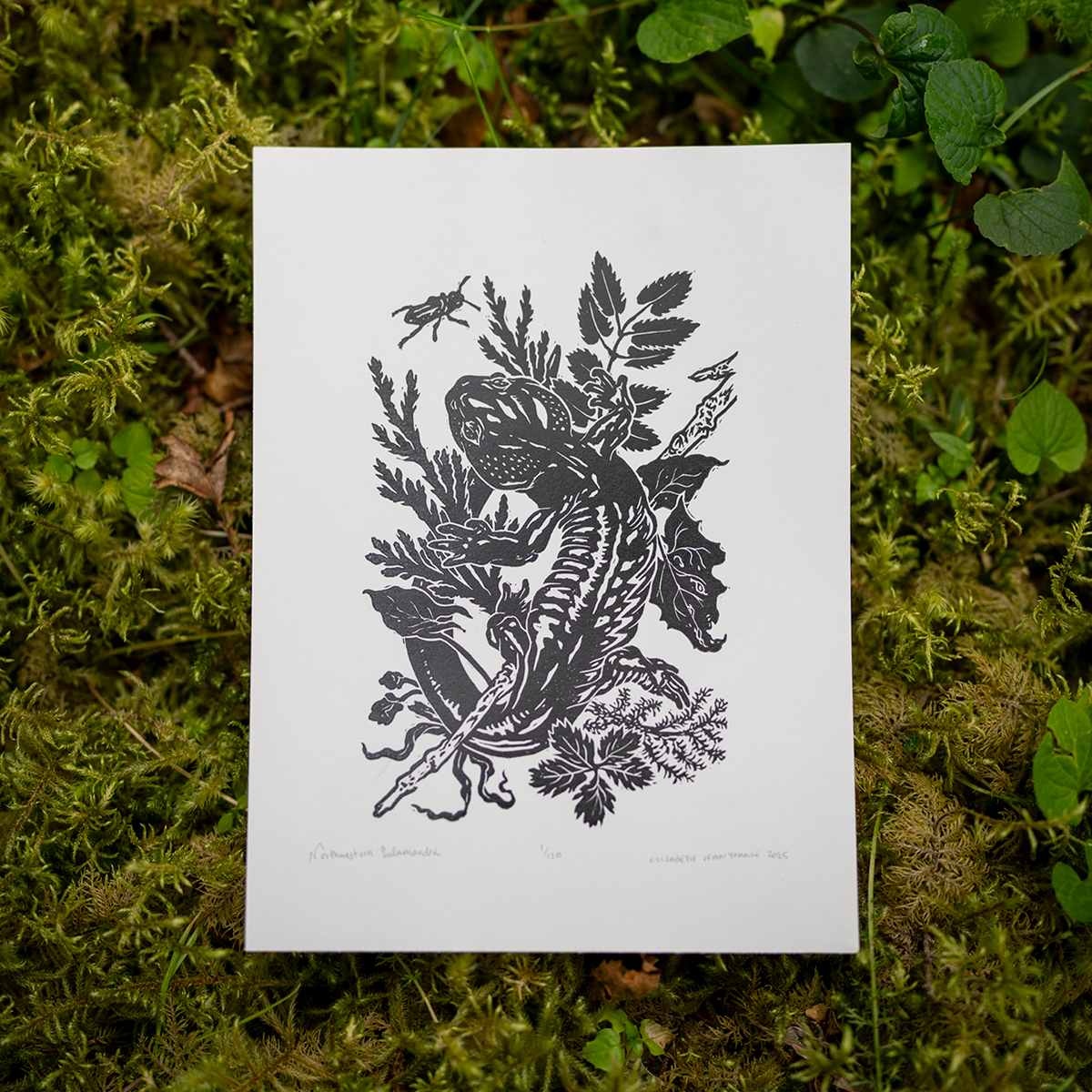 6x8" Fine Art Linocut Print: Northwestern Salamander