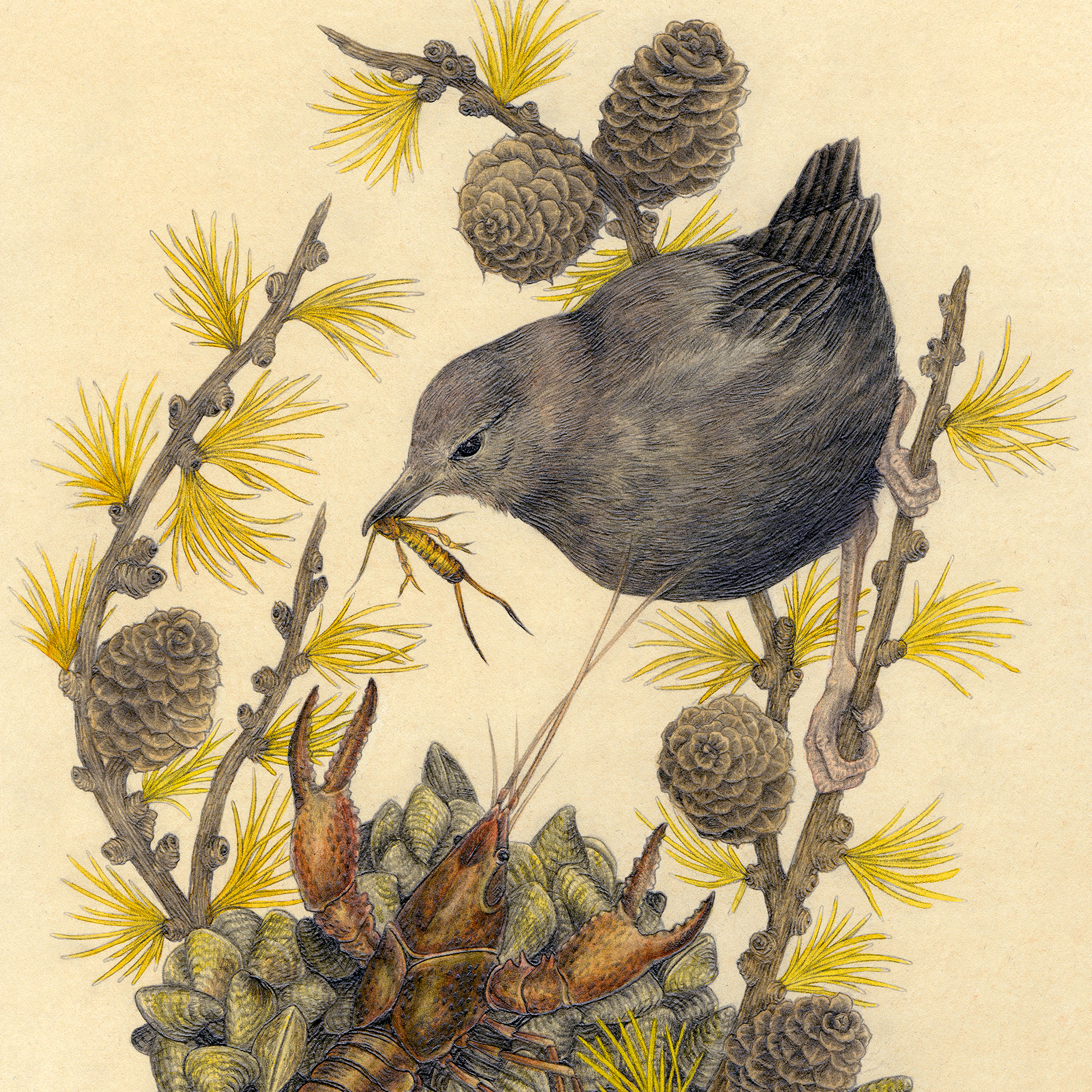 8x10" Fine Art Giclee Print: Bitterroot Scientific Illustration