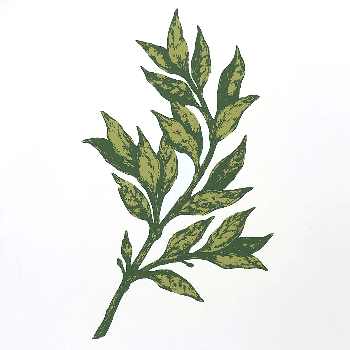 8x10" Screenprint: Botanical