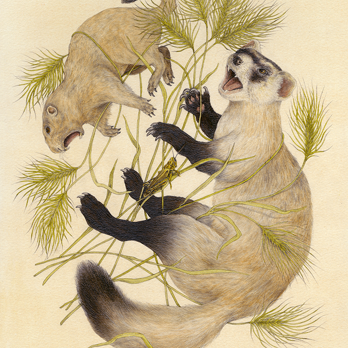 11x14" Fine Art Giclee Print: Shrub-Steppe Scientific Illustration