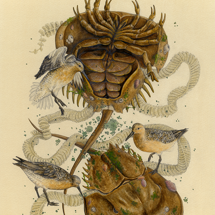 16x20" Fine Art Giclee Print: Delaware Bay, Horseshoe Crab, Red Knot