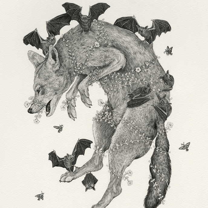 16x20" Fine Art Giclee Print: Red Wolf, Scientific Illustration