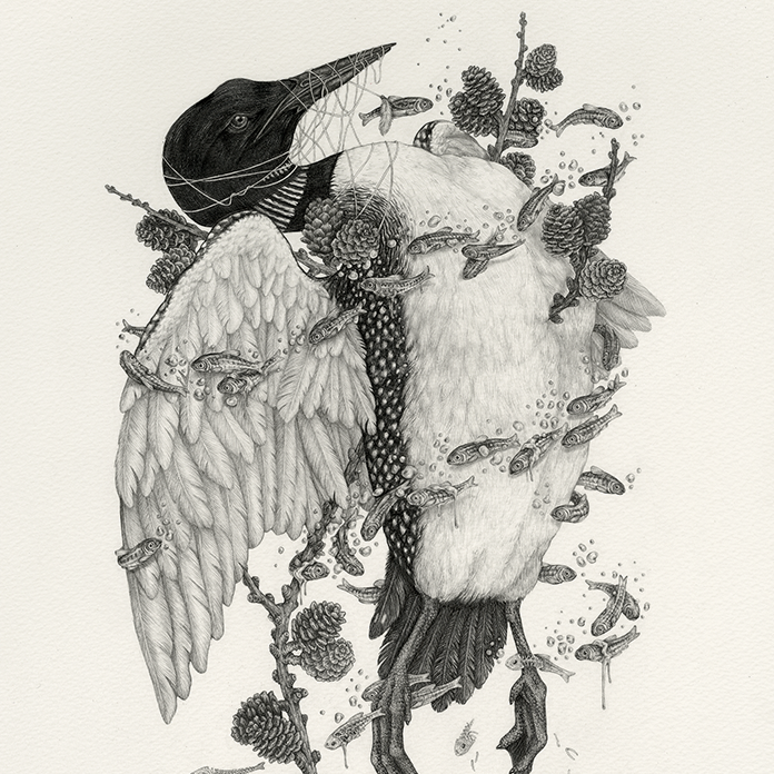 16x20" Fine Art Giclee Print: Common Loon, Scientific Illustration