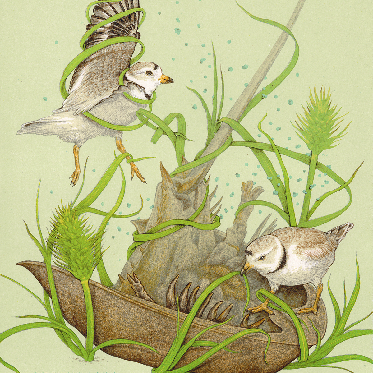 11x14" Fine Art Lithographic Print: Intertidal