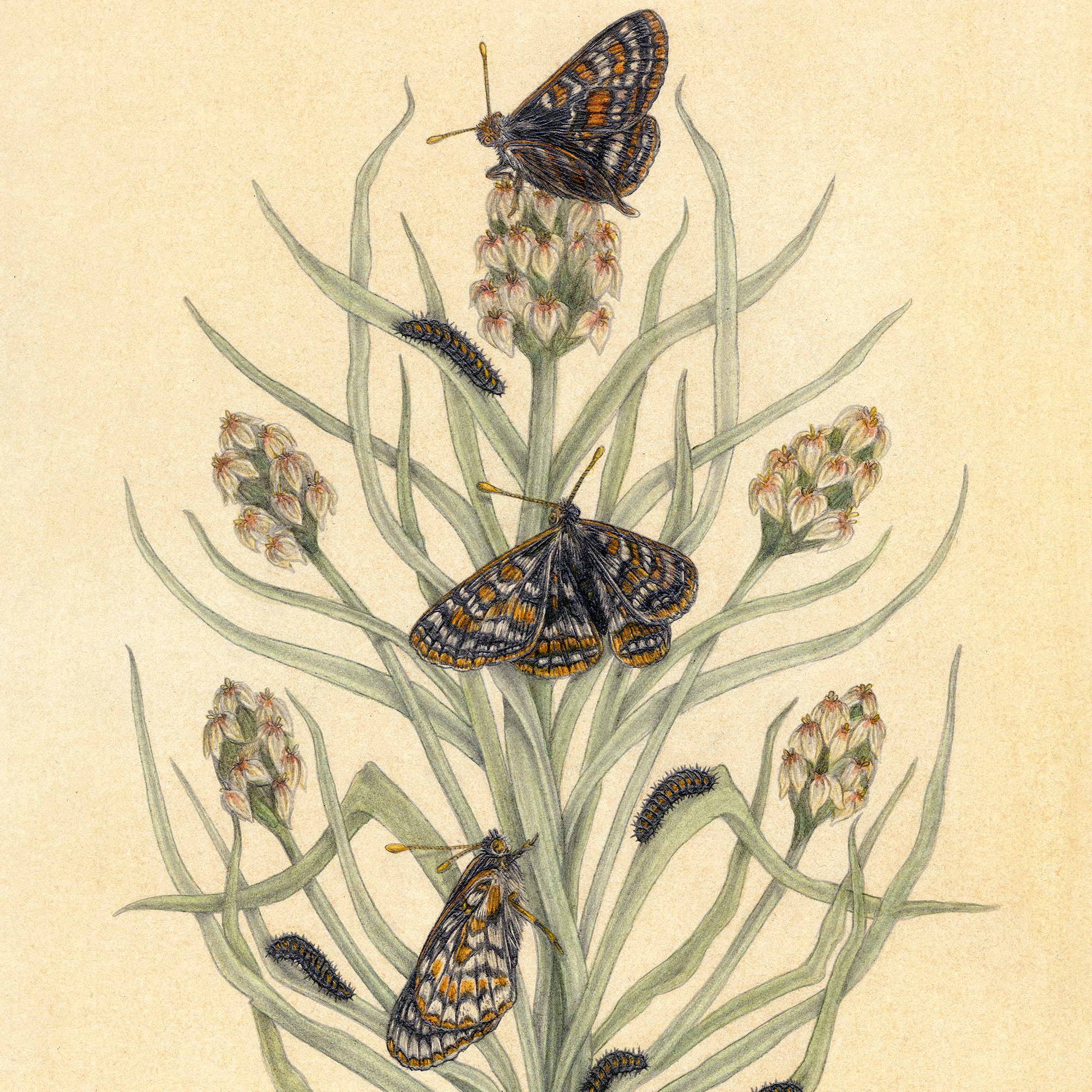 8x10" Fine Art Giclee Print: Bay Area Scientific Illustration