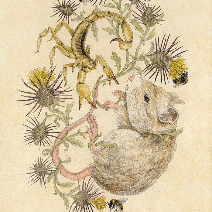 8x10" Fine Art Giclee Print: Sonoran Desert Scientific Illustration