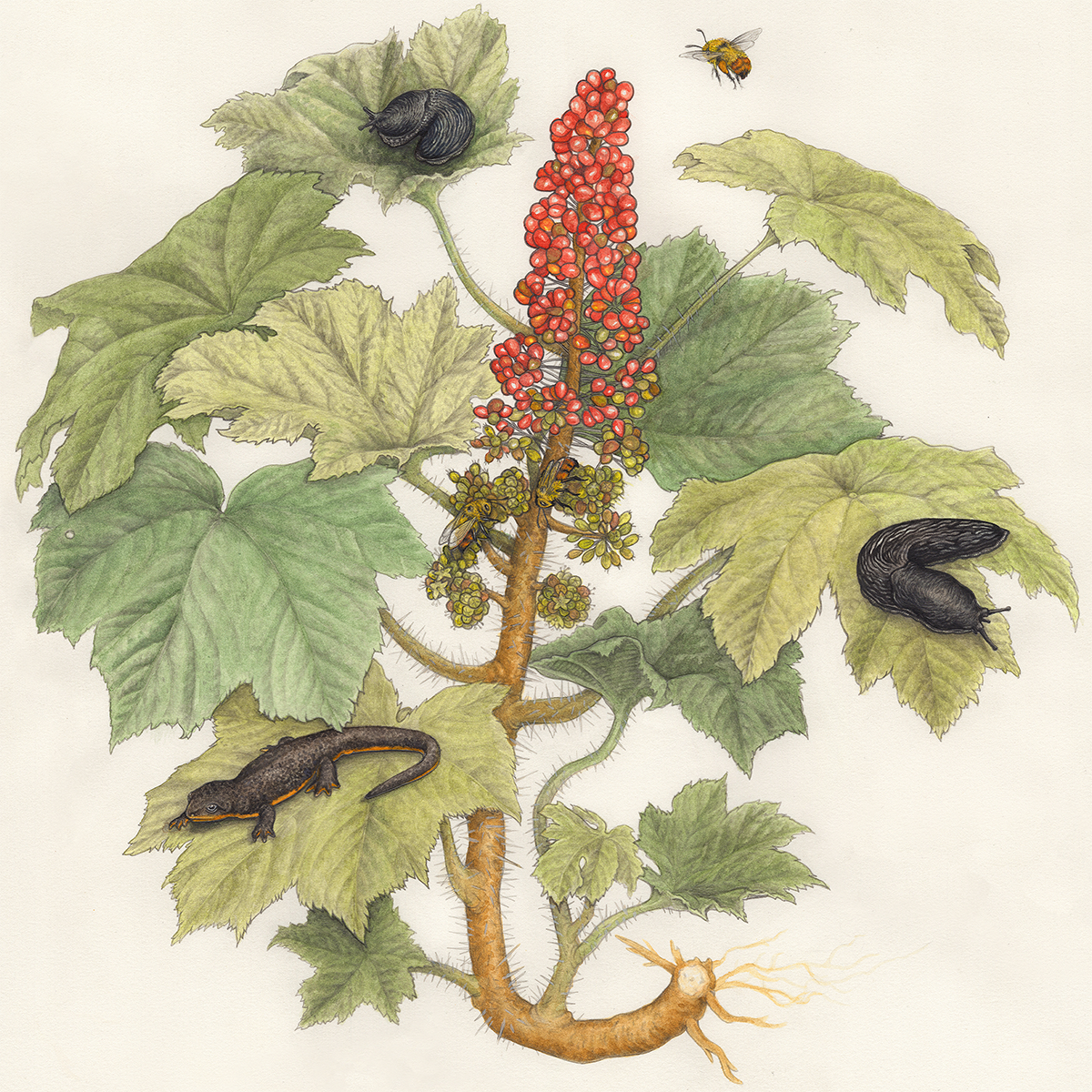 11x14" or 16x20" Fine Art Giclee Print: Devil's Club Scientific Illustration