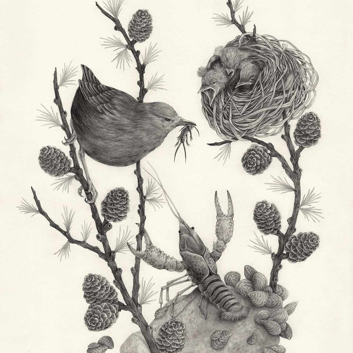 16x20" Fine Art Giclee Print: American Dipper Illustration