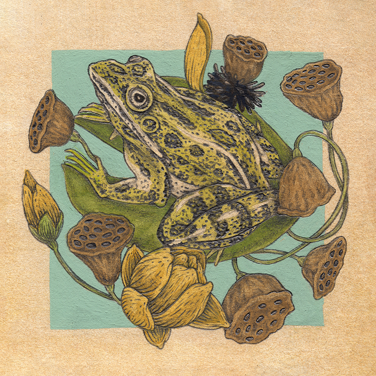 6x6" Mini Fine Art Giclee Print: Frog & Lotus Pods