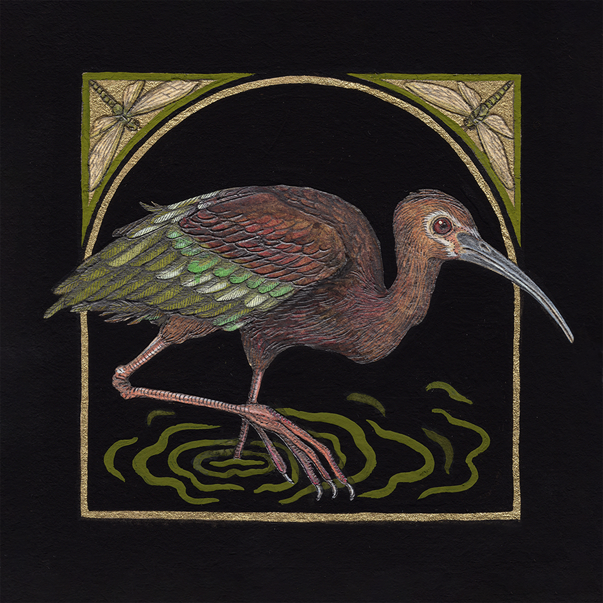 6x6" Mini Fine Art Giclee Print: White-faced Ibis