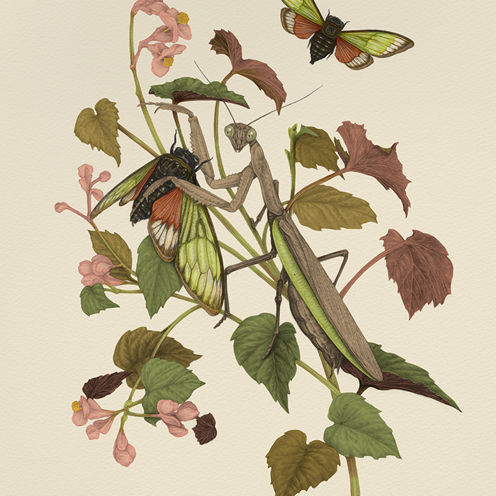 8x10" or 11x14" Fine Art Giclee Print: Mantis & Cicadas
