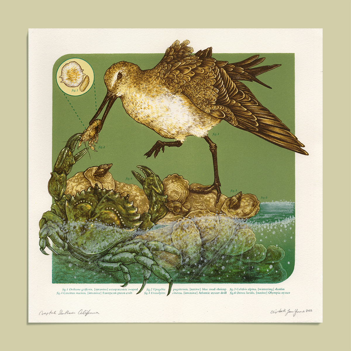 11x11" Fine Art Lithographic Print: Coastal Southern California