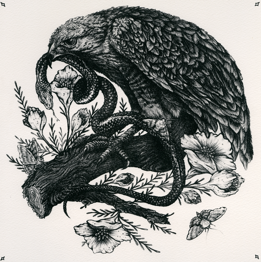 11x11" Fine Art Giclee Print: Snake, Hawk Illustration 11x11"