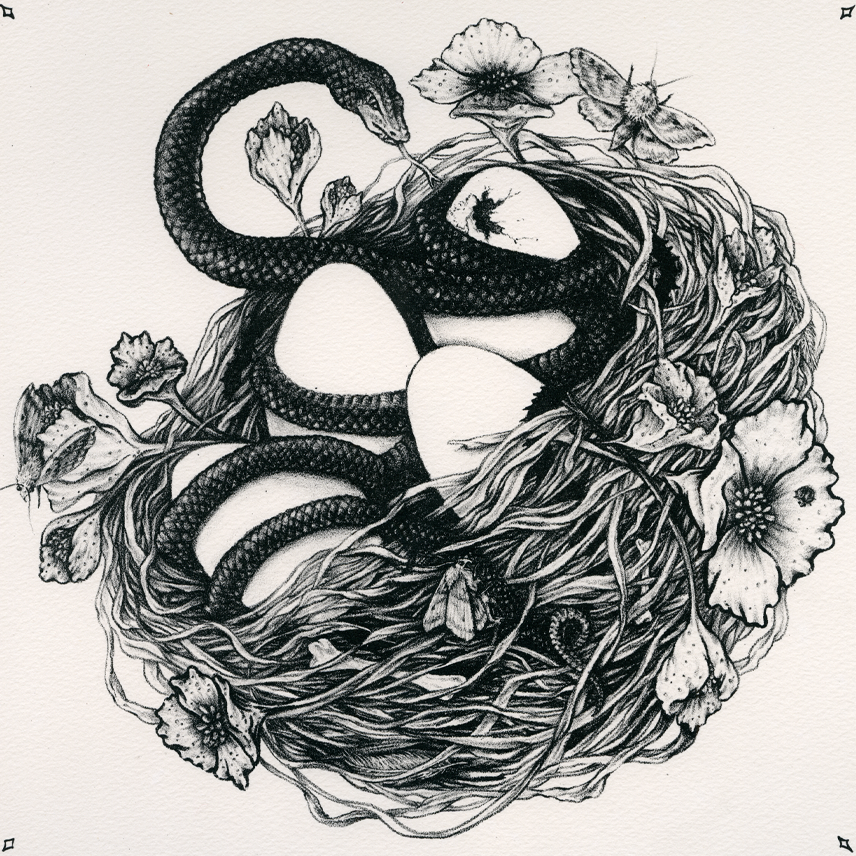 11x11" Fine Art Giclee Print: Snake & Bird Nest Illustration 11x11"