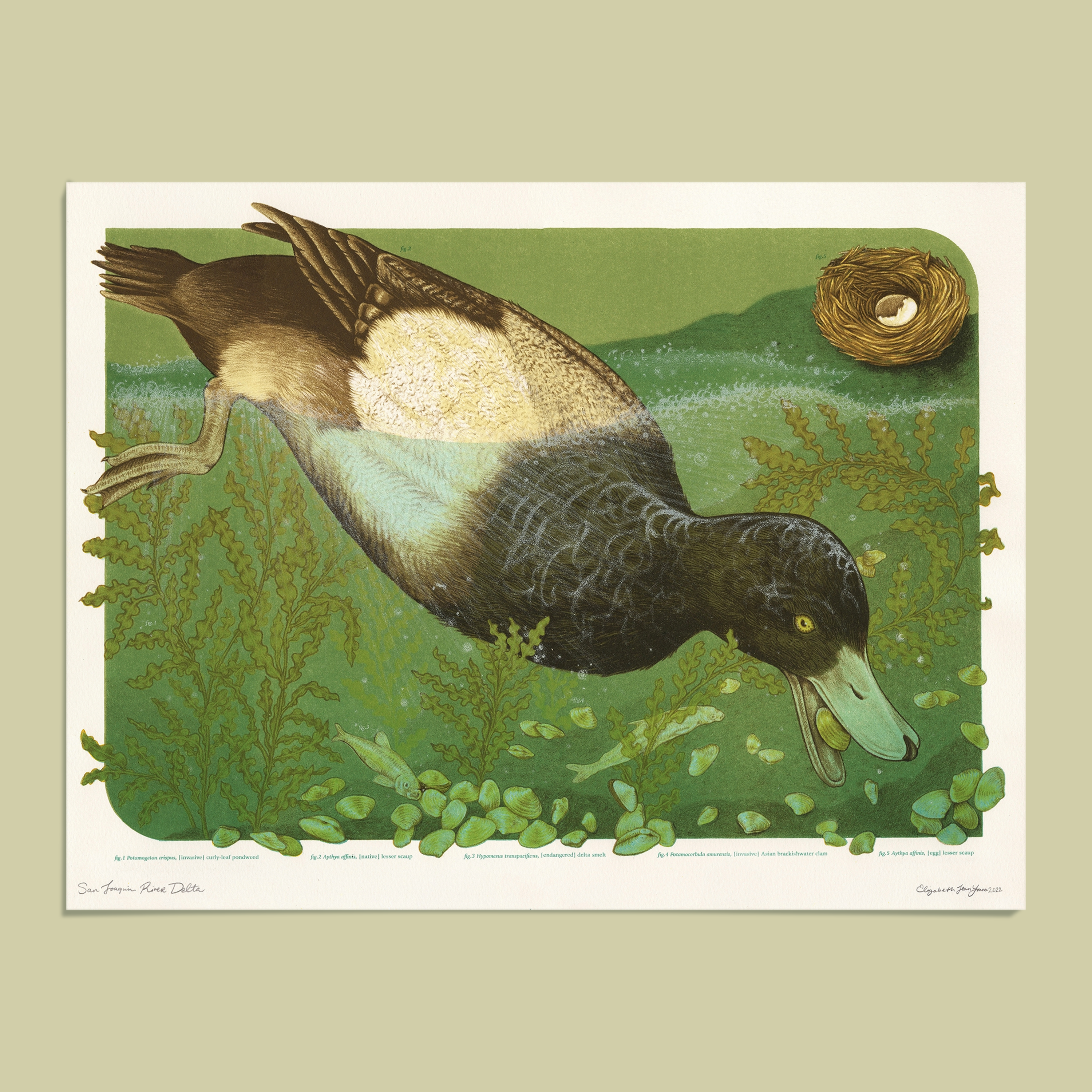 15x20" Fine Art Lithographic Print: San Joaquin River Delta