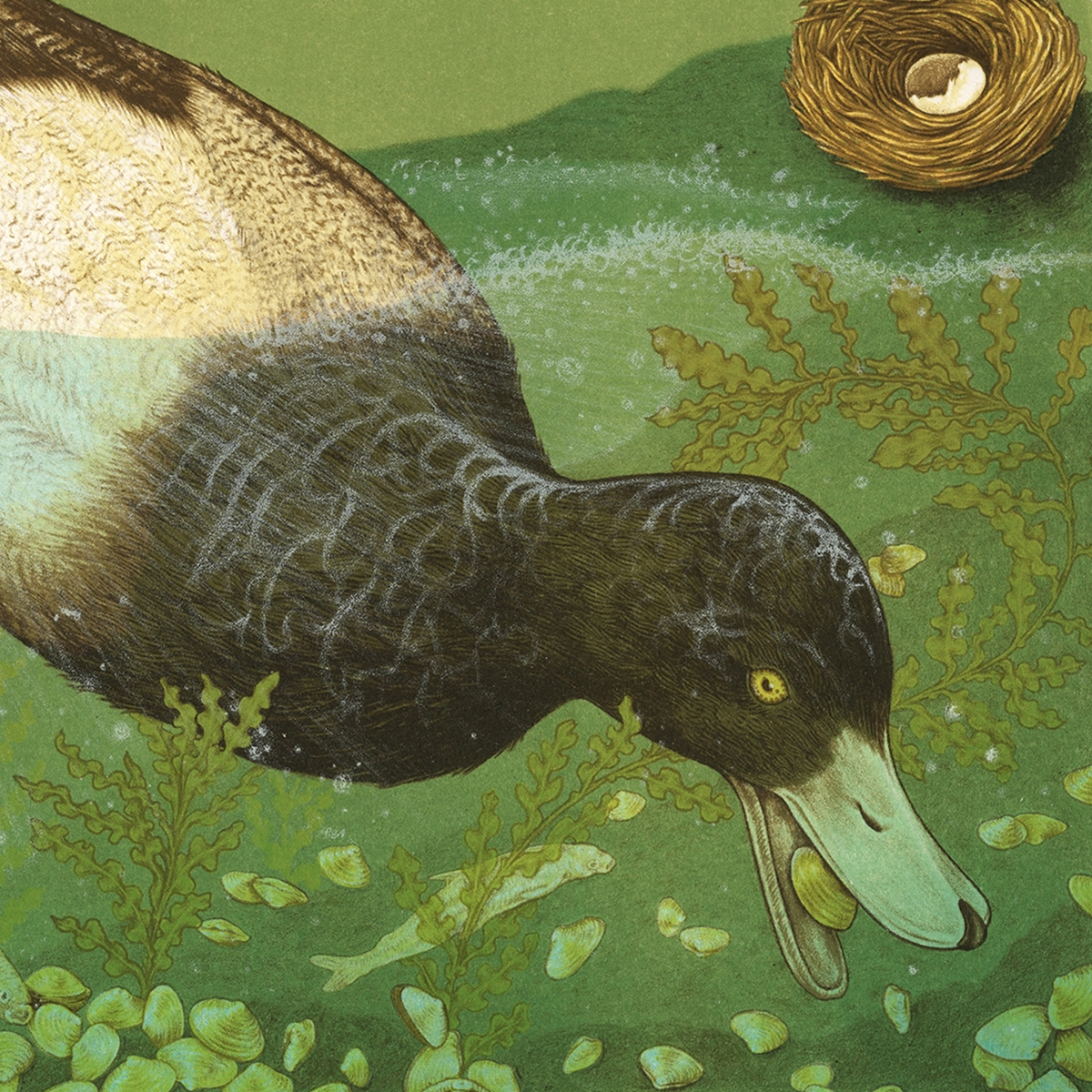 15x20" Fine Art Lithographic Print: San Joaquin River Delta