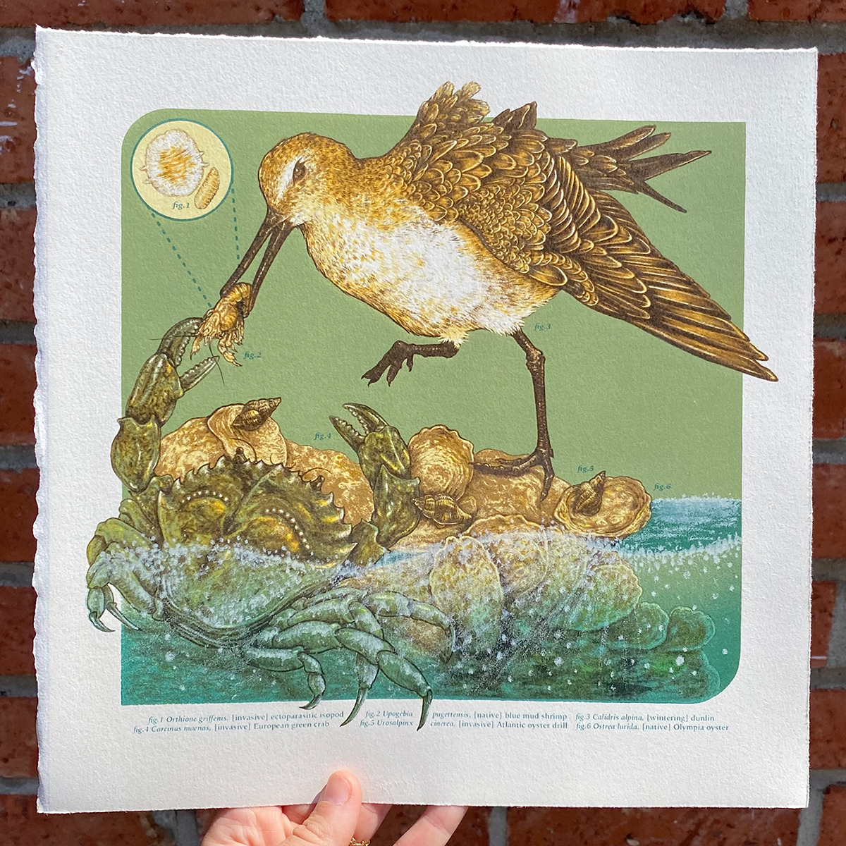 11x11" Fine Art Lithographic Print: Coastal Southern California