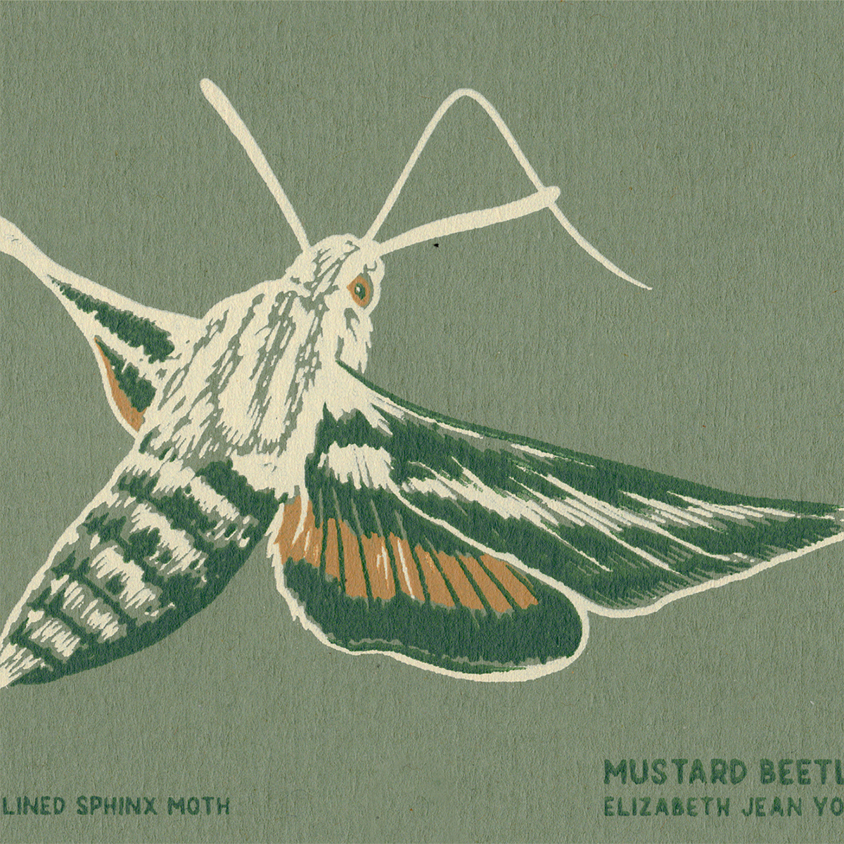 3x4" Mini Screenprint: White Lined Sphinx Moth
