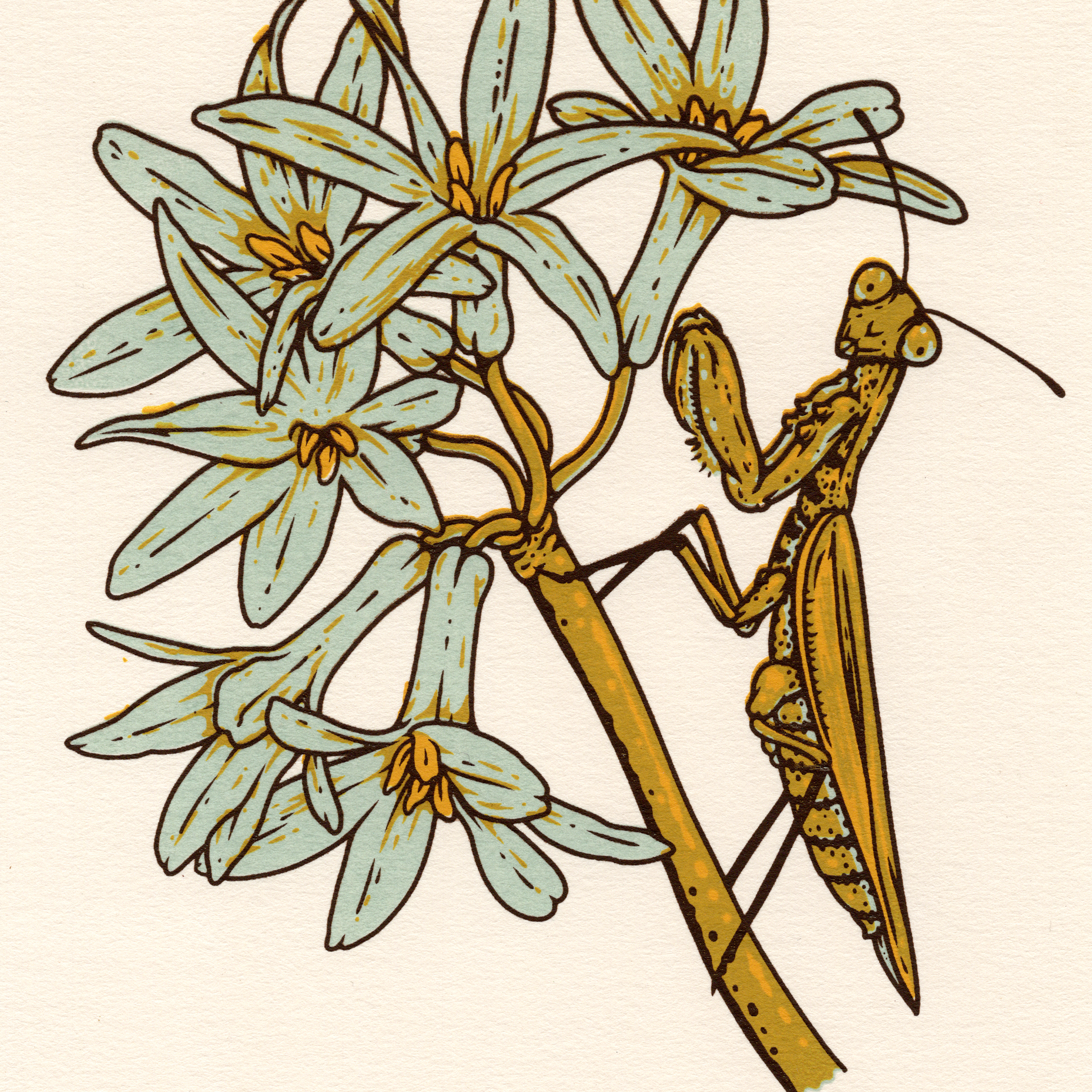 6x8" Screenprint: Mantis