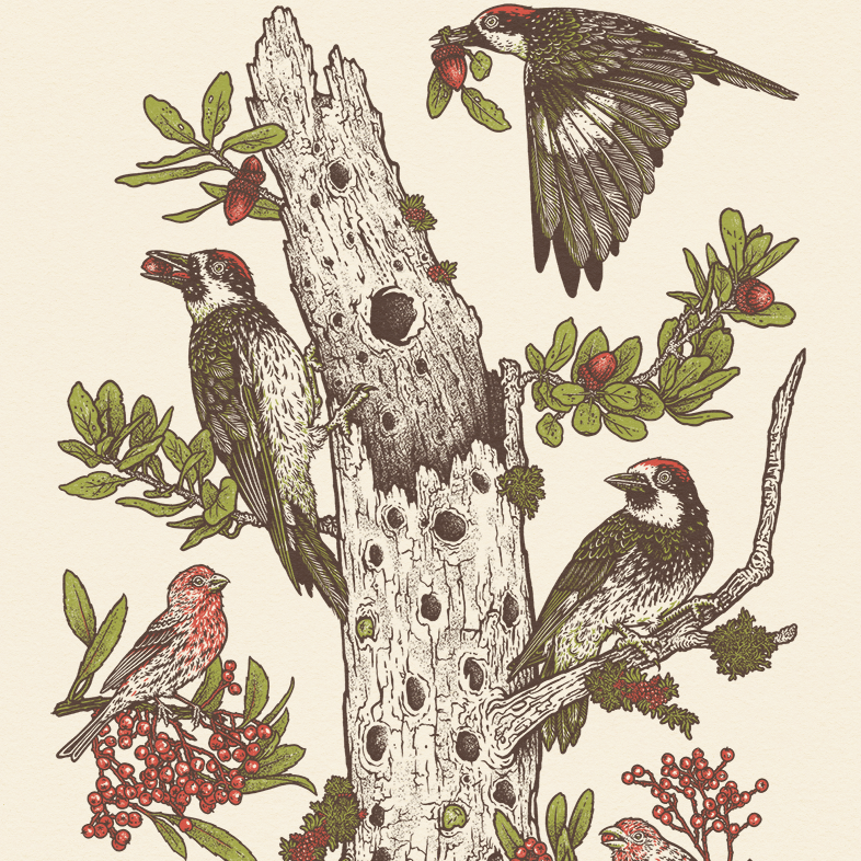 11x14" or 16x20" Pasadena Audubon Giclee Print: Chaparral