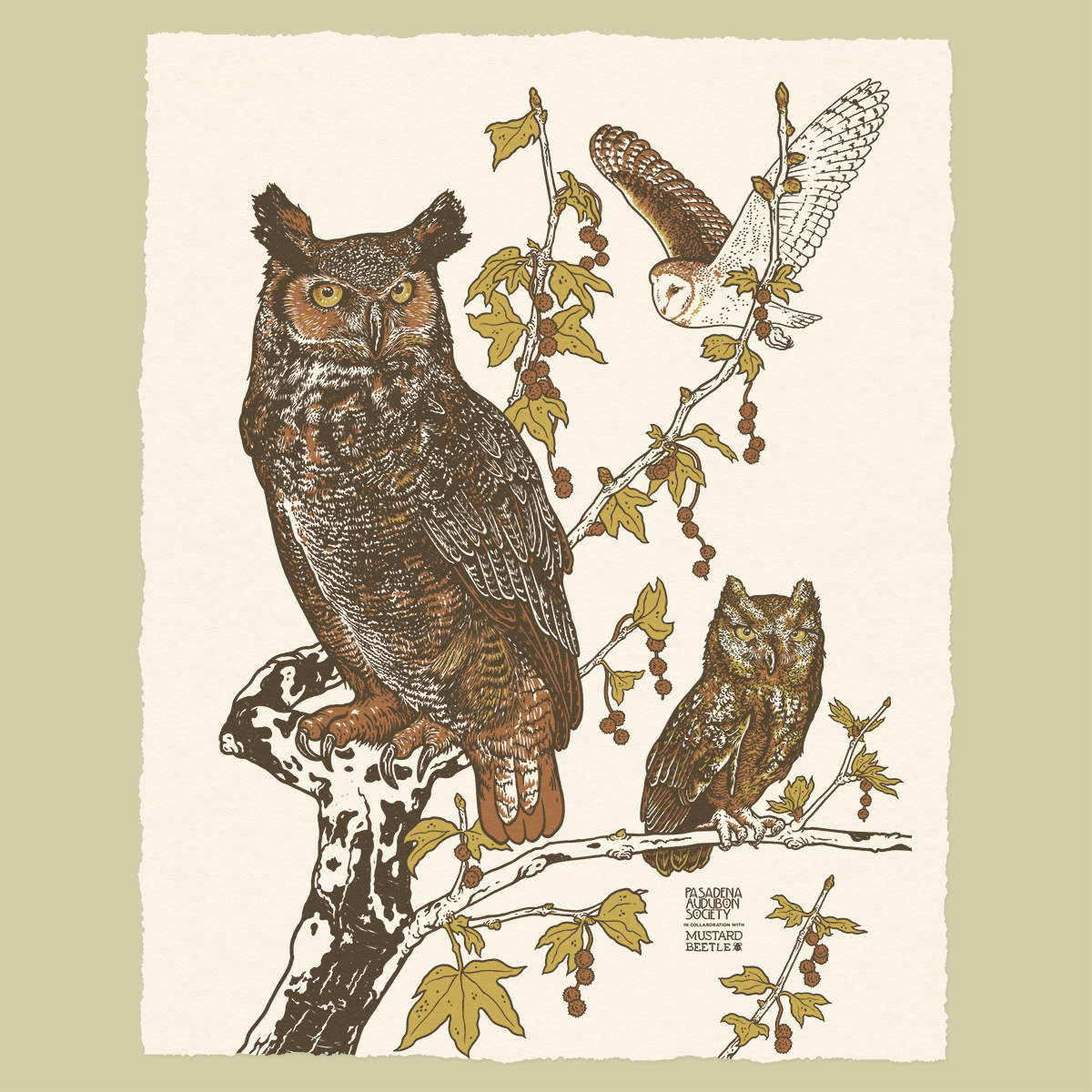 11x14" or 16x20" Giclee Print for Pasadena Audubon: Owls for Pasadena Audubon