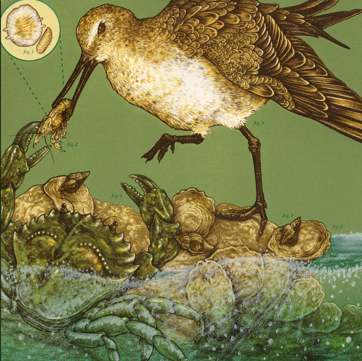 11x11" Fine Art Lithographic Print: Coastal Southern California