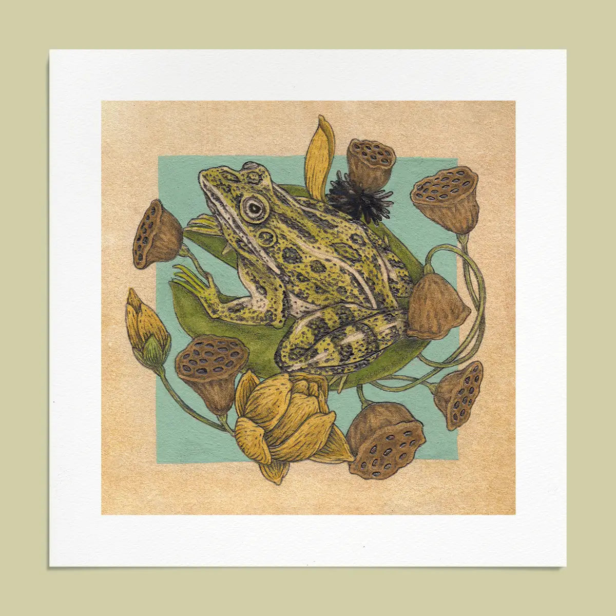 6x6" Mini Fine Art Giclee Print: Frog & Lotus Pods