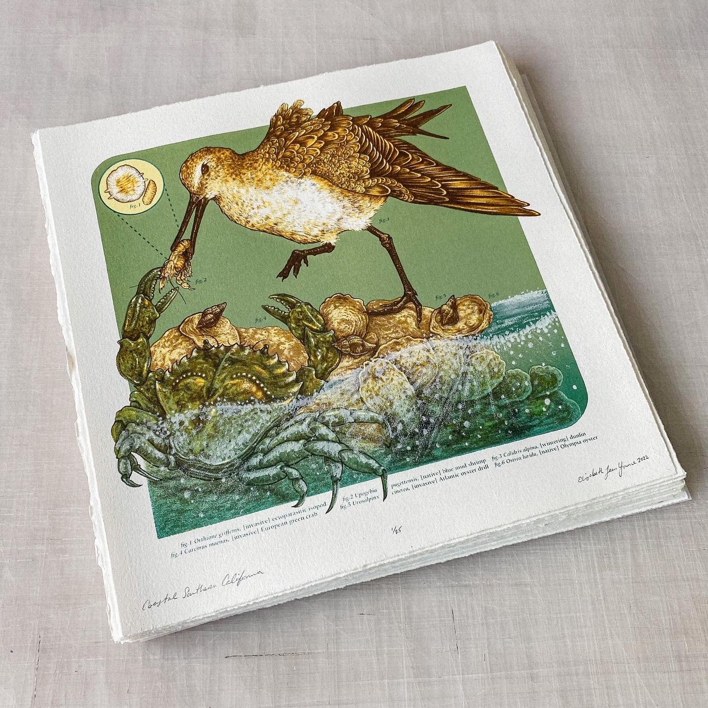 11x11" Fine Art Lithographic Print: Coastal Southern California