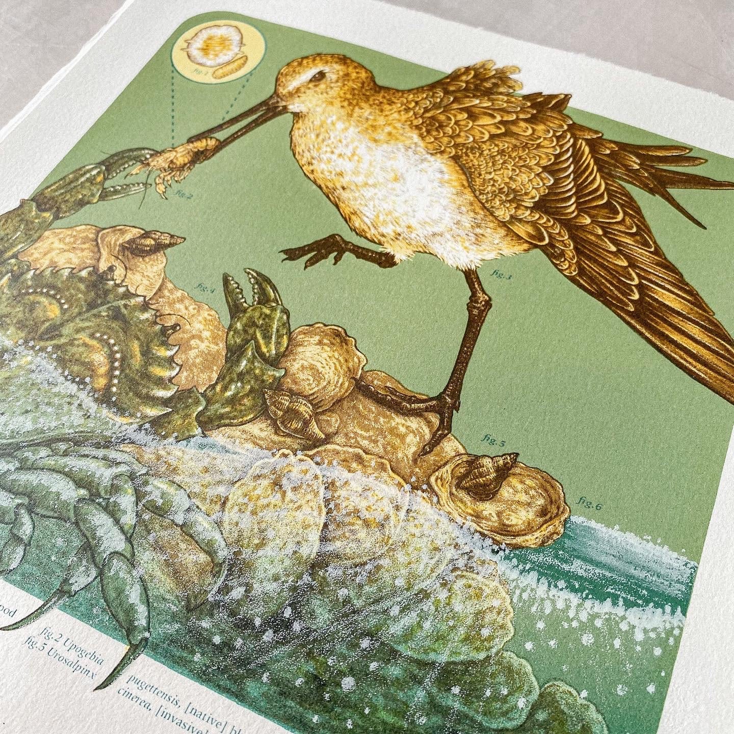 11x11" Fine Art Lithographic Print: Coastal Southern California