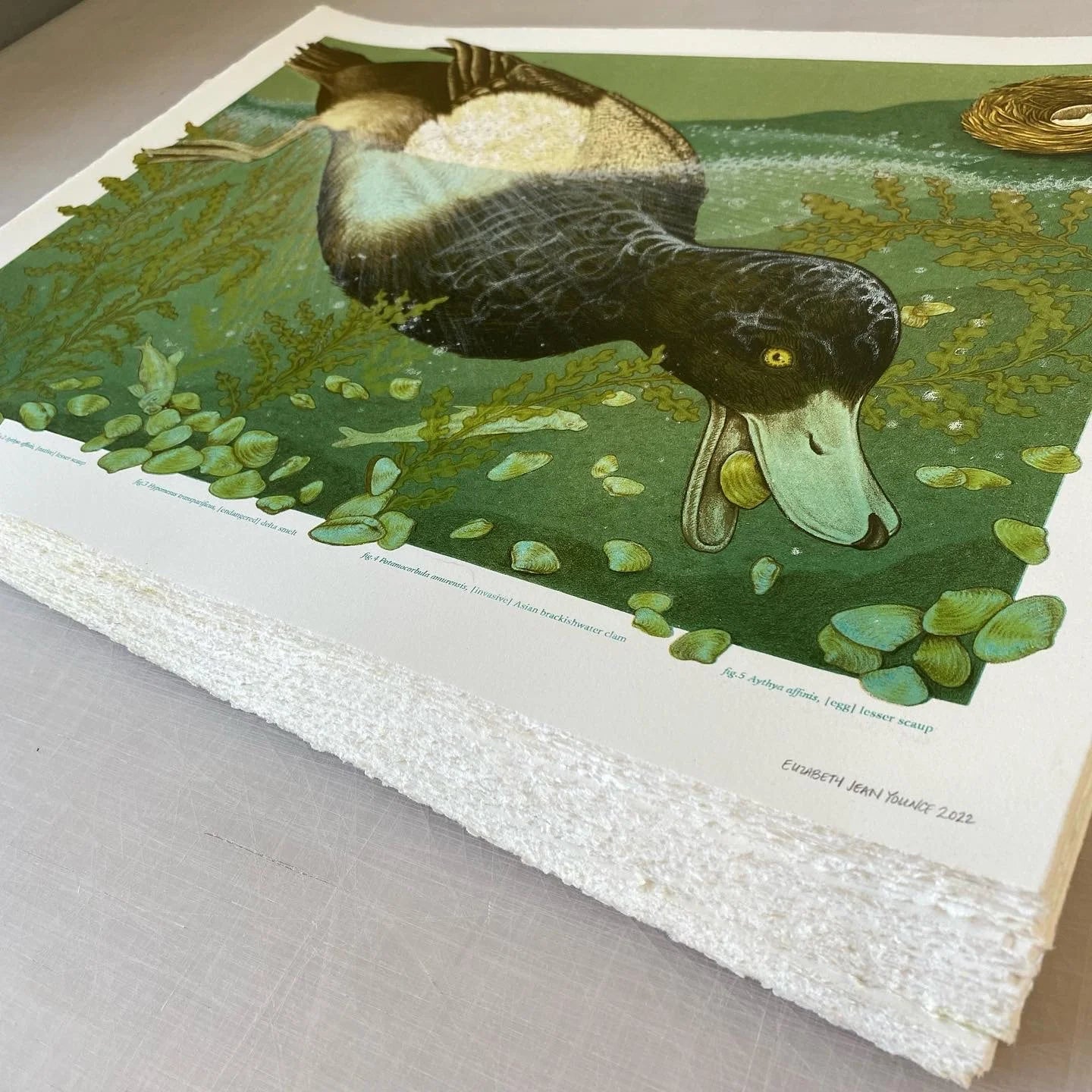 15x20" Fine Art Lithographic Print: San Joaquin River Delta