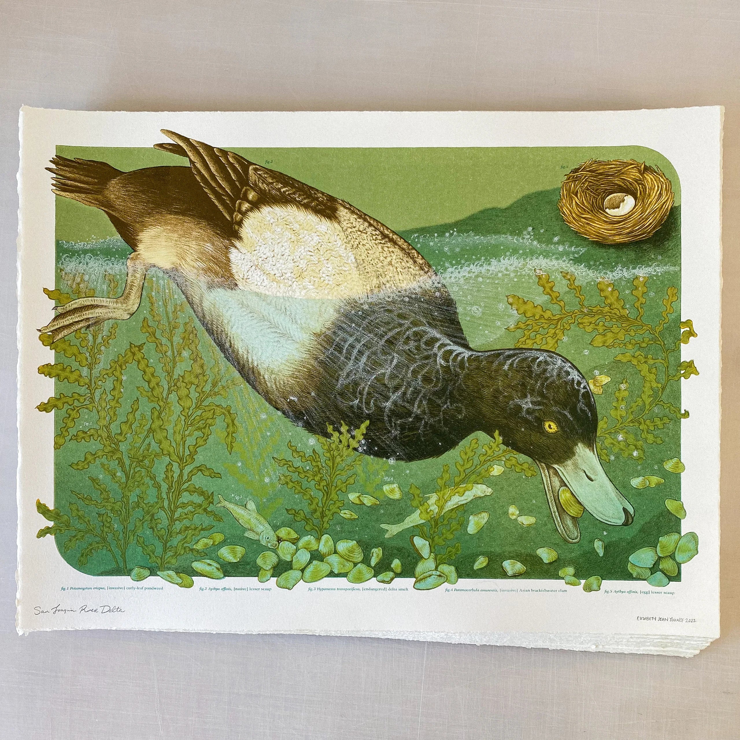 15x20" Fine Art Lithographic Print: San Joaquin River Delta