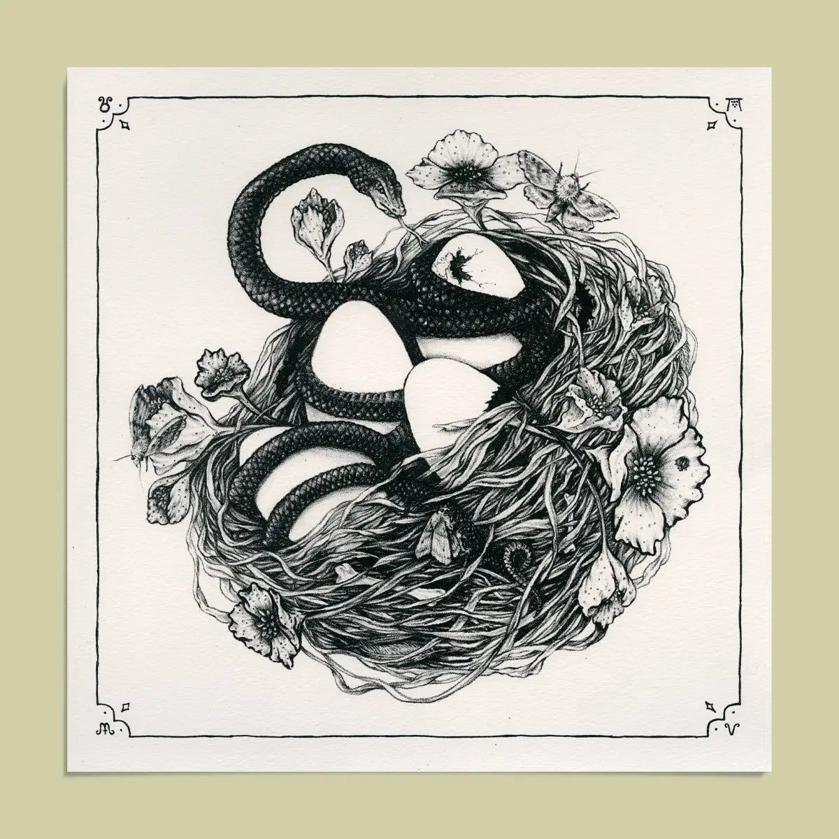 Fine Art Giclee Print: Snake & Bird Nest Illustration 11x11"