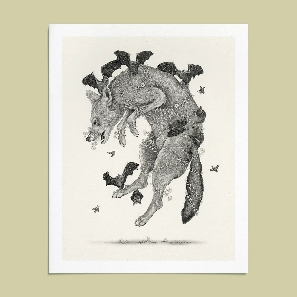 Fine Art Giclee Print: Red Wolf, Scientific Illustration