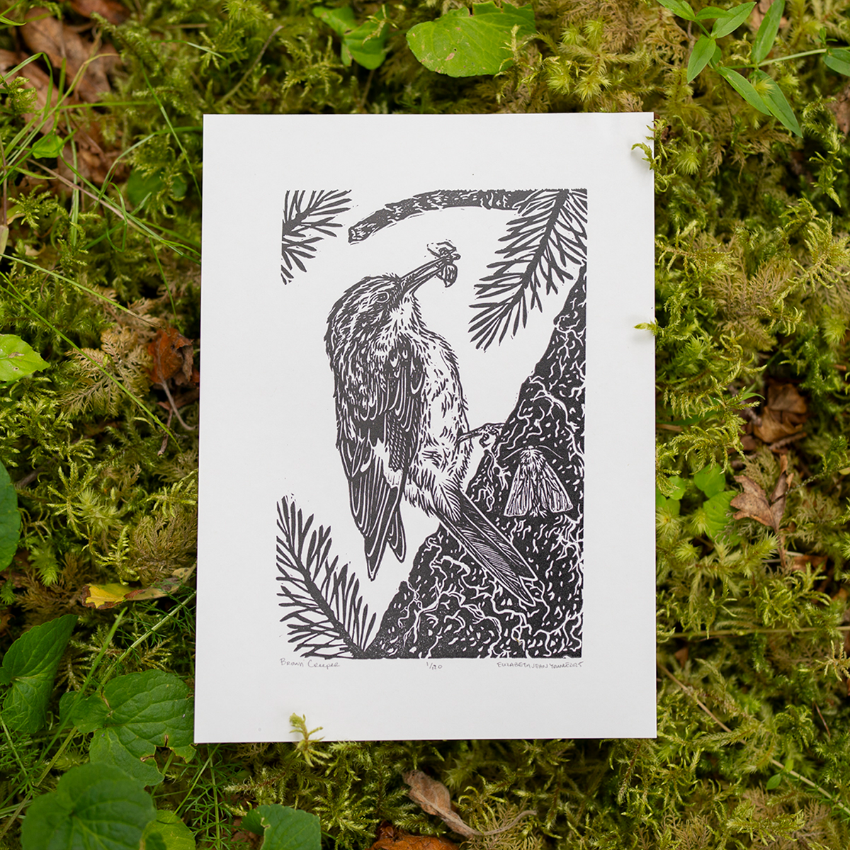 6x8" Fine Art Linocut Print: Brown Creeper
