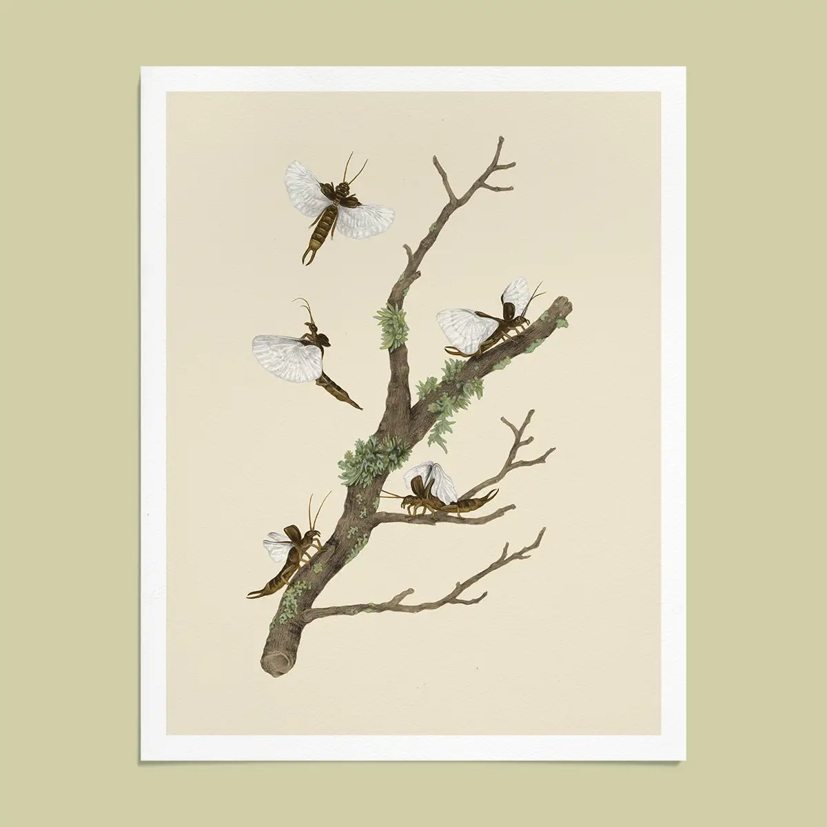 Fine Art Giclee Print: Beetle