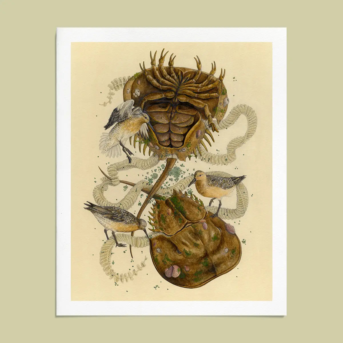 Fine Art Giclee Print: Delaware Bay, Horseshoe Crab, Red Knot