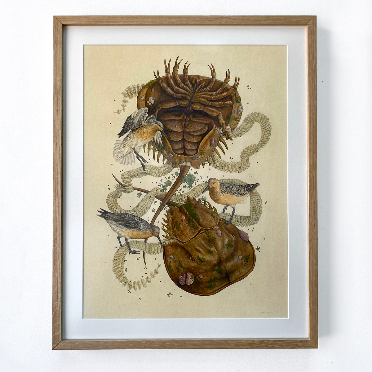 Fine Art Giclee Print: Delaware Bay, Horseshoe Crab, Red Knot