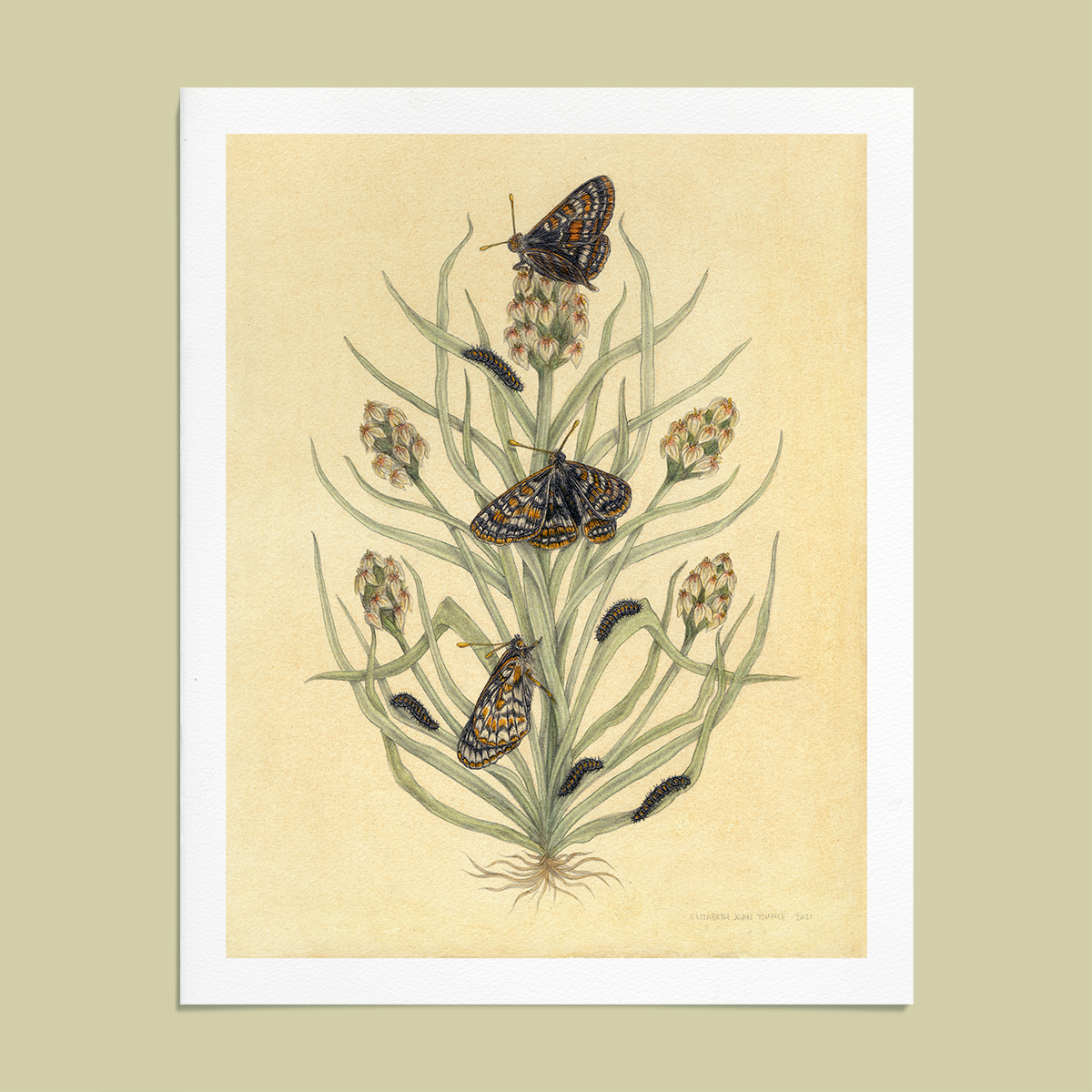 Fine Art Giclee Print: Bay Area Scientific Illustration