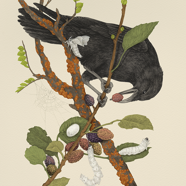 Fine Art Giclee Print: Crow & Silk Moths