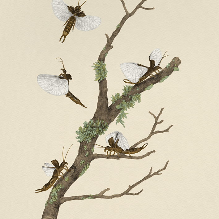 Fine Art Giclee Print: Beetle