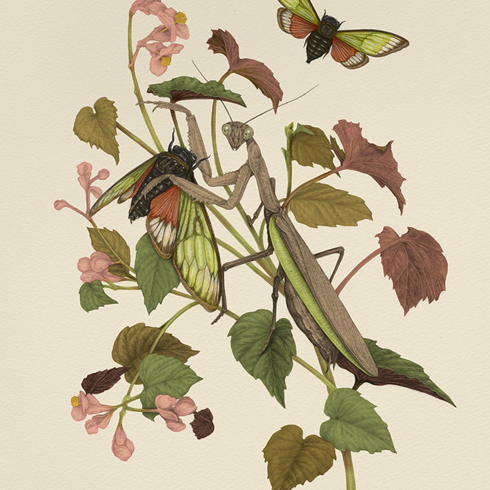 Fine Art Giclee Print: Mantis & Cicadas