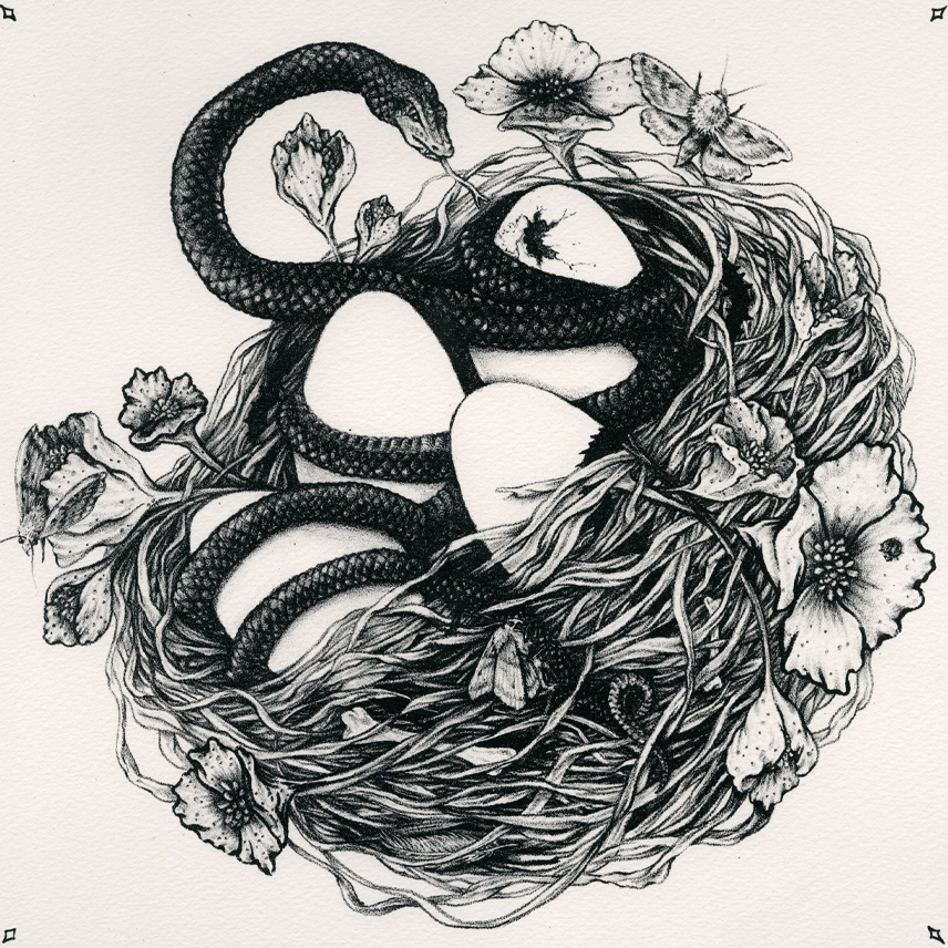 Fine Art Giclee Print: Snake & Bird Nest Illustration 11x11"