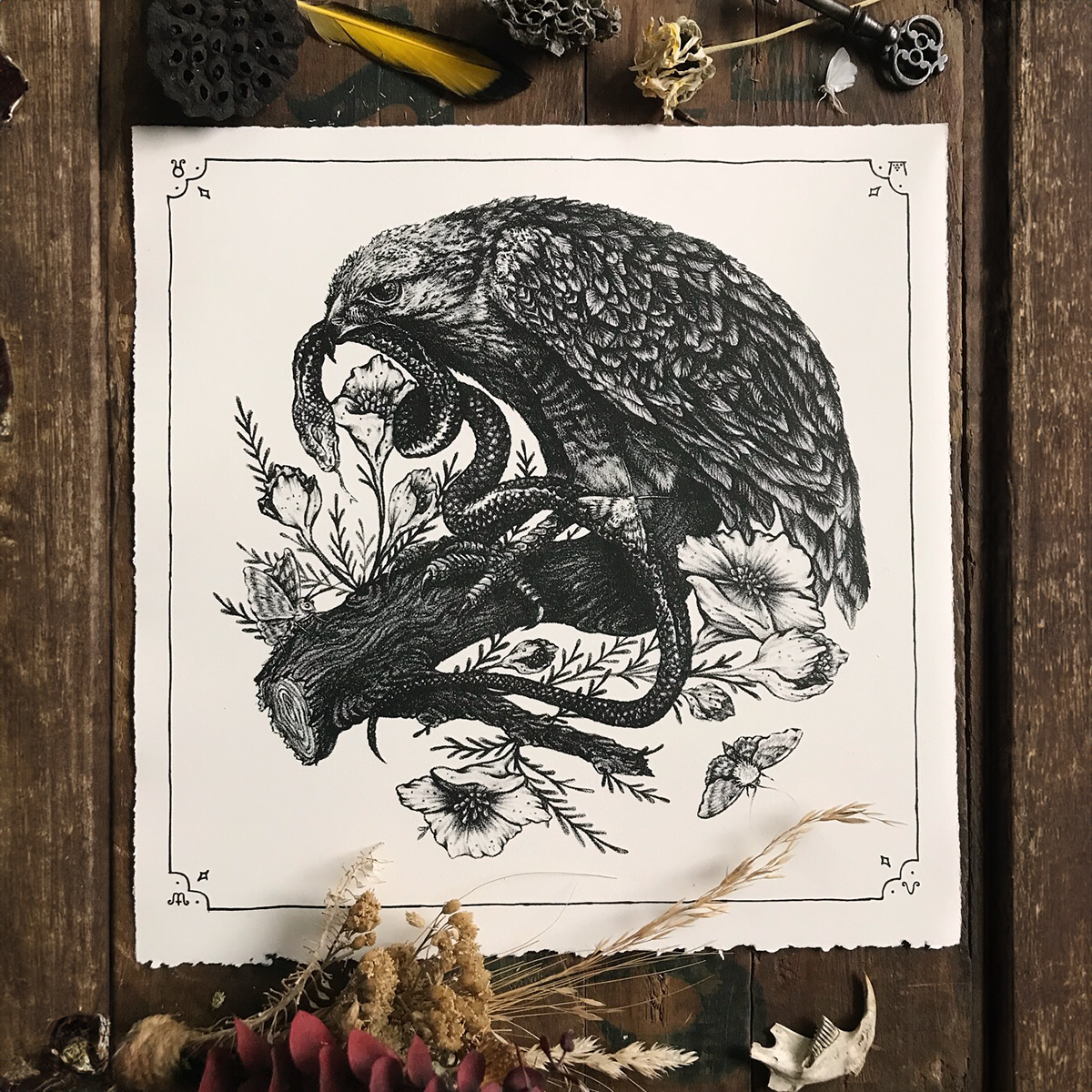 11x11" Fine Art Giclee Print: Snake, Hawk Illustration 11x11"