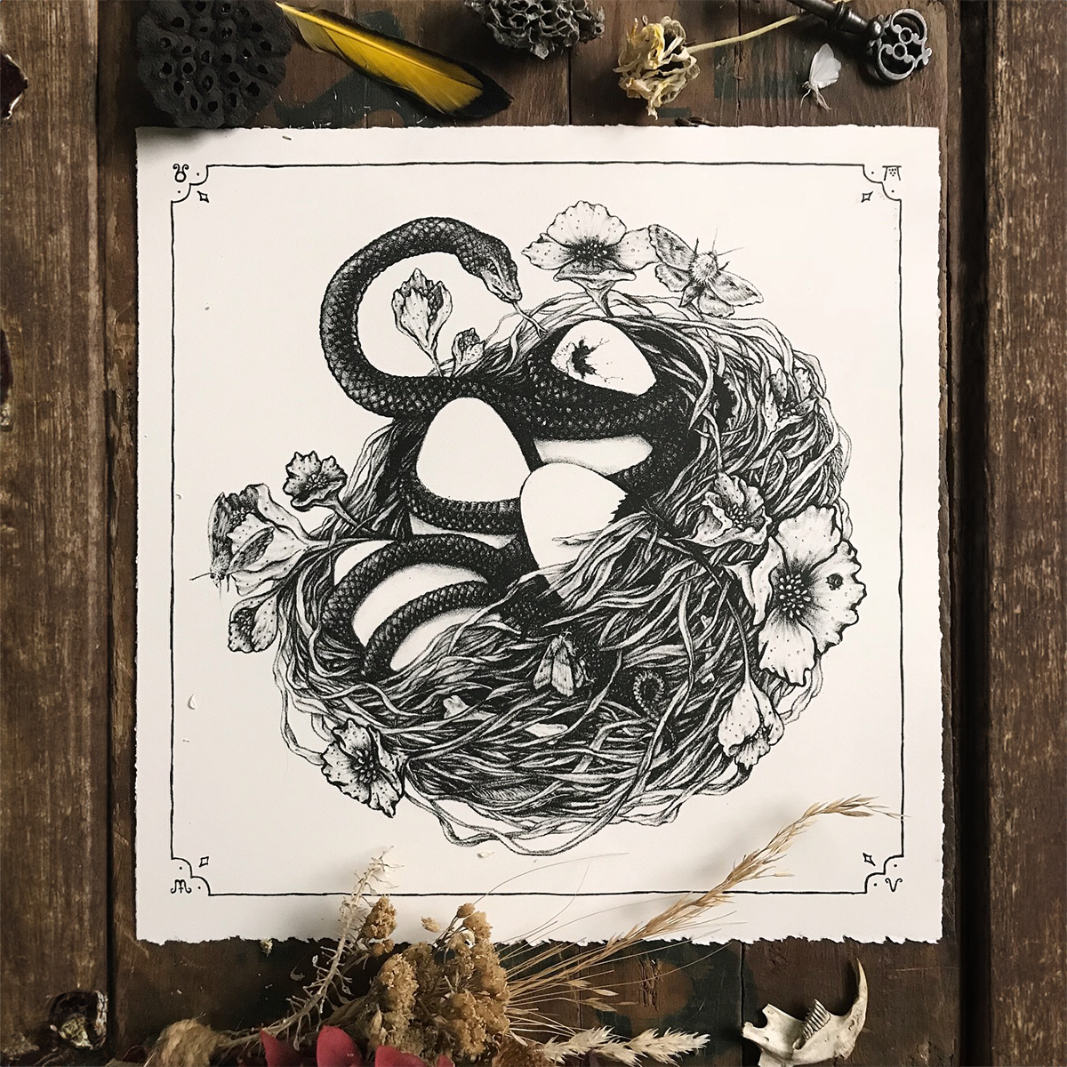 Fine Art Giclee Print: Snake & Bird Nest Illustration 11x11"