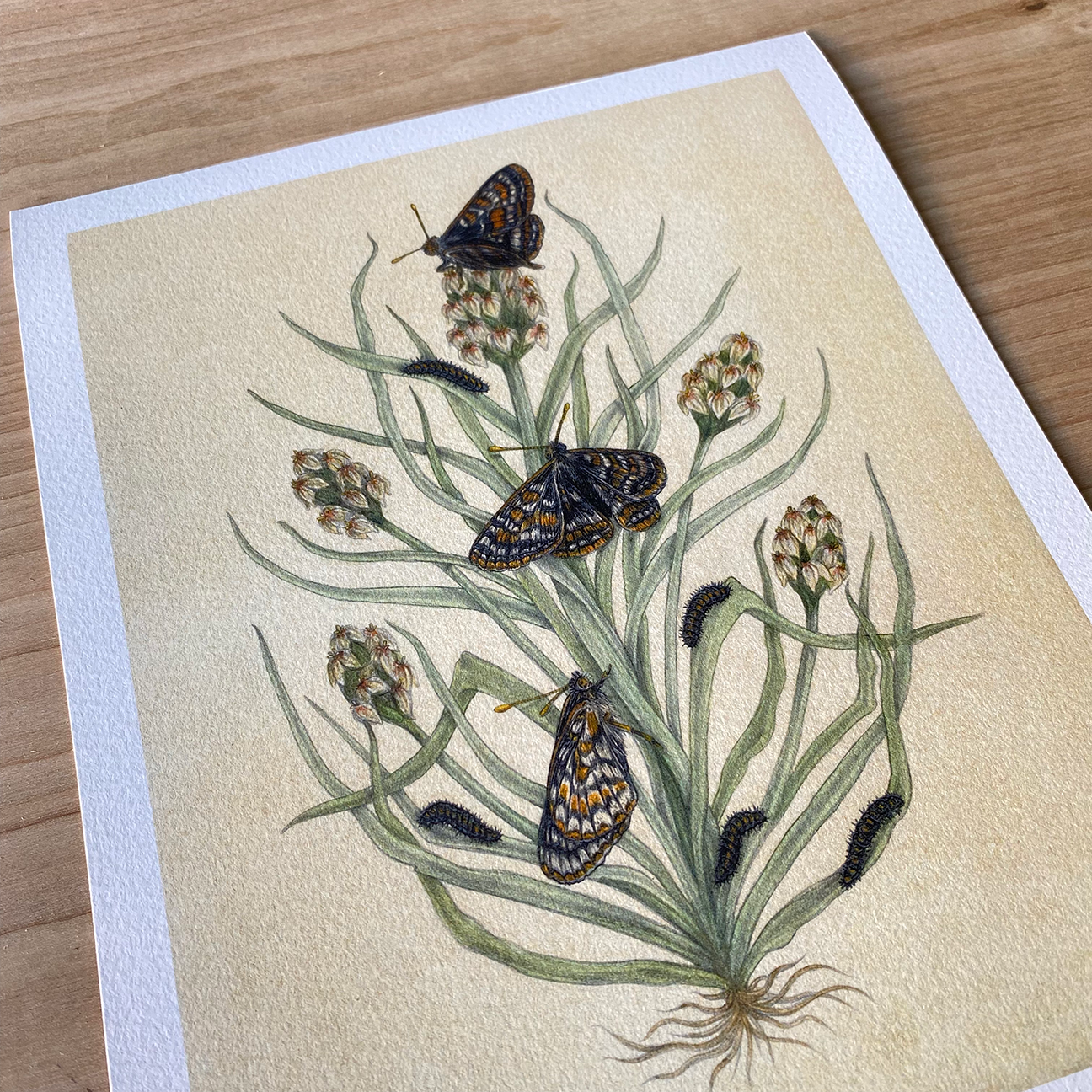 Fine Art Giclee Print: Bay Area Scientific Illustration