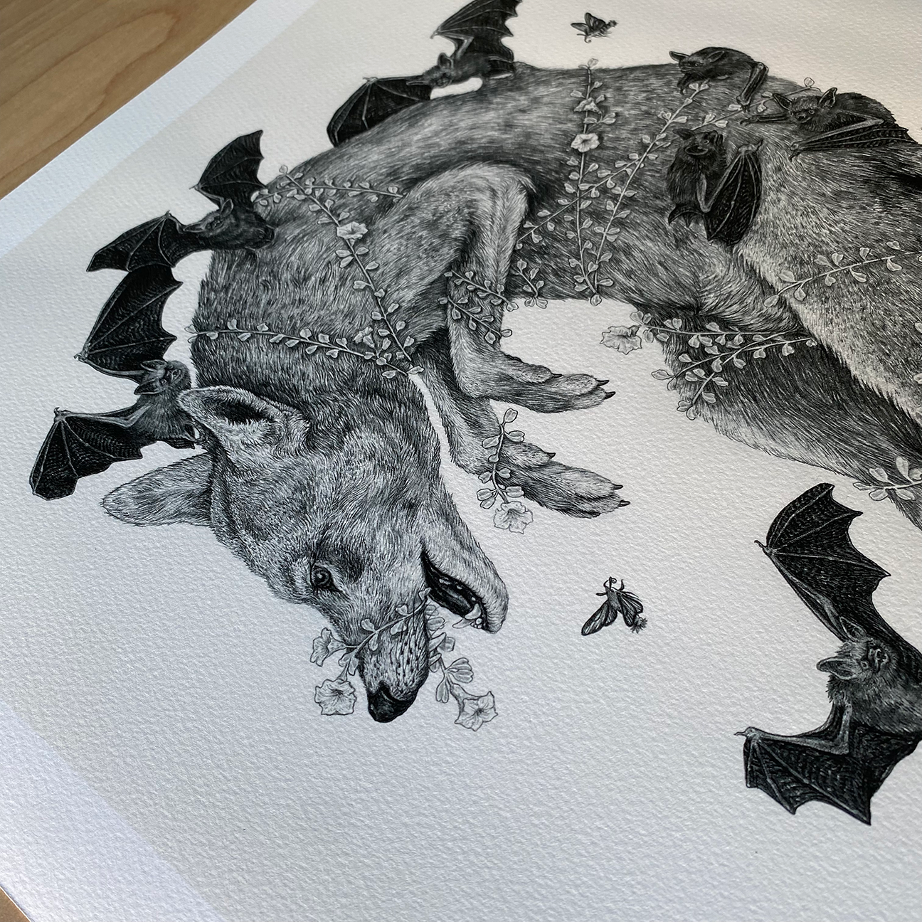 Fine Art Giclee Print: Red Wolf, Scientific Illustration