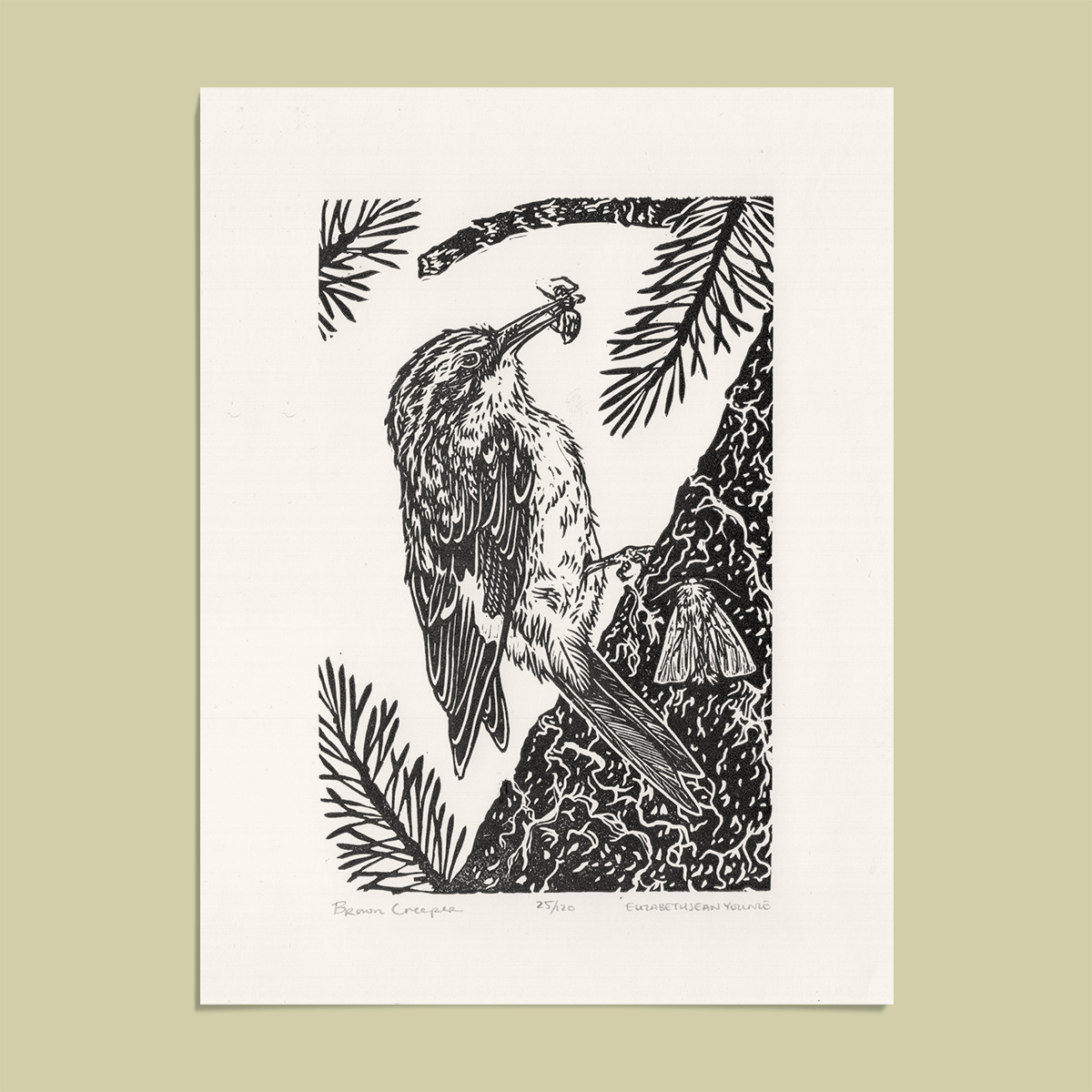 6x8" Fine Art Linocut Print: Brown Creeper