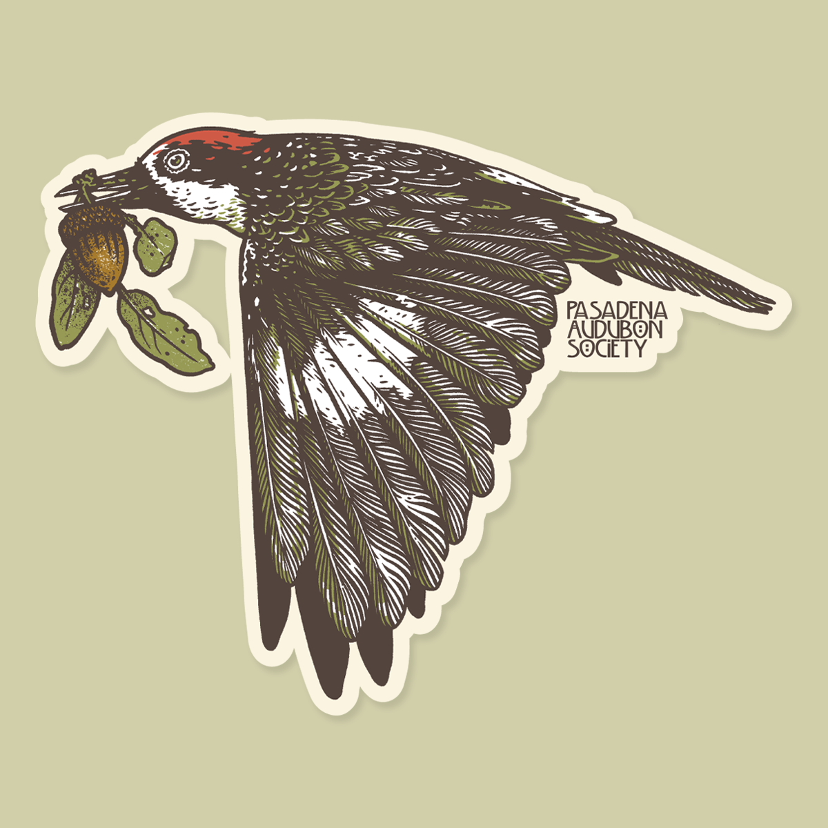 Pasadena Audubon Sticker: Acorn Woodpecker