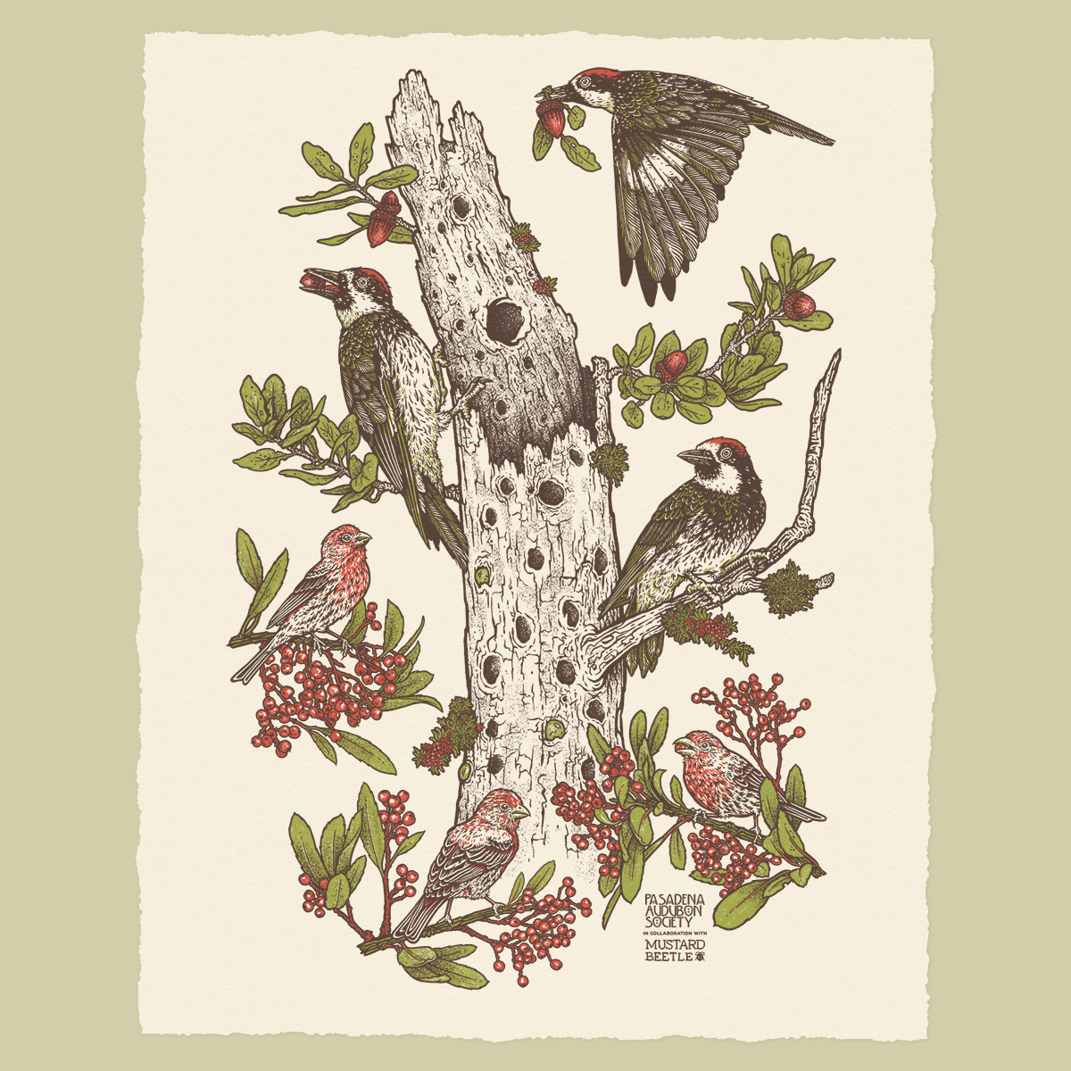 Pasadena Audubon Giclee Print: Chaparral